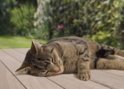 Scratching the right itch: Does your pet have seasonal allergies?